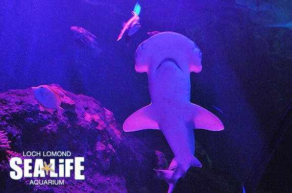Sea Life Centre Loch Lomond