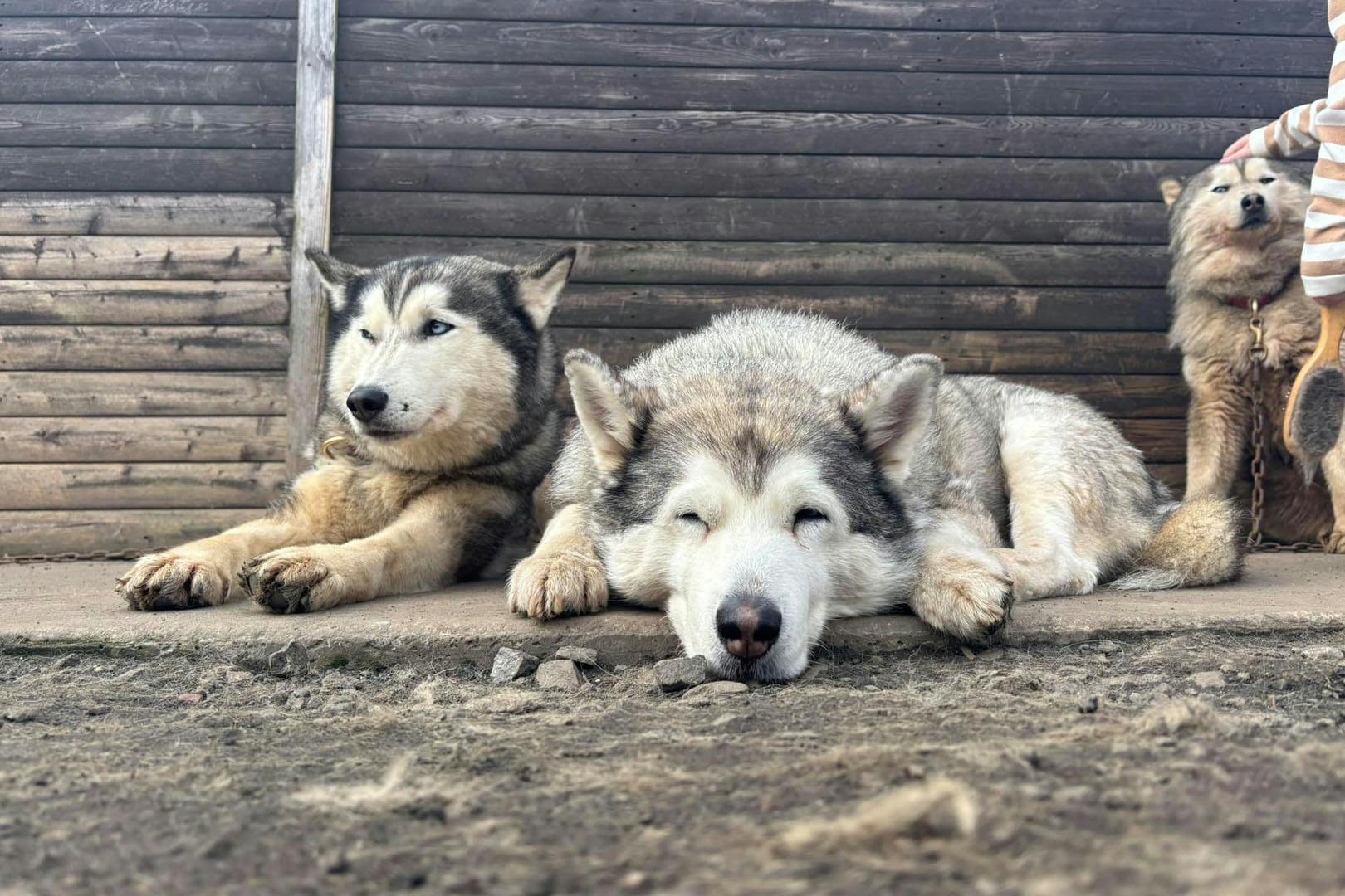Huskyhaven