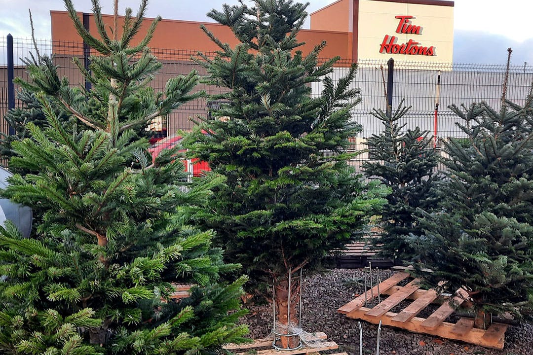Fife Christmas Trees