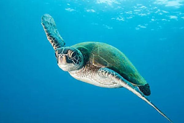 SEA LIFE Loch Lomond