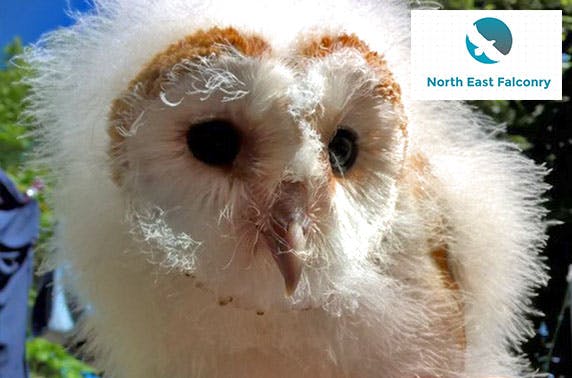 North East Falconry