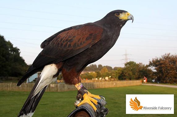 Riverside Falconry