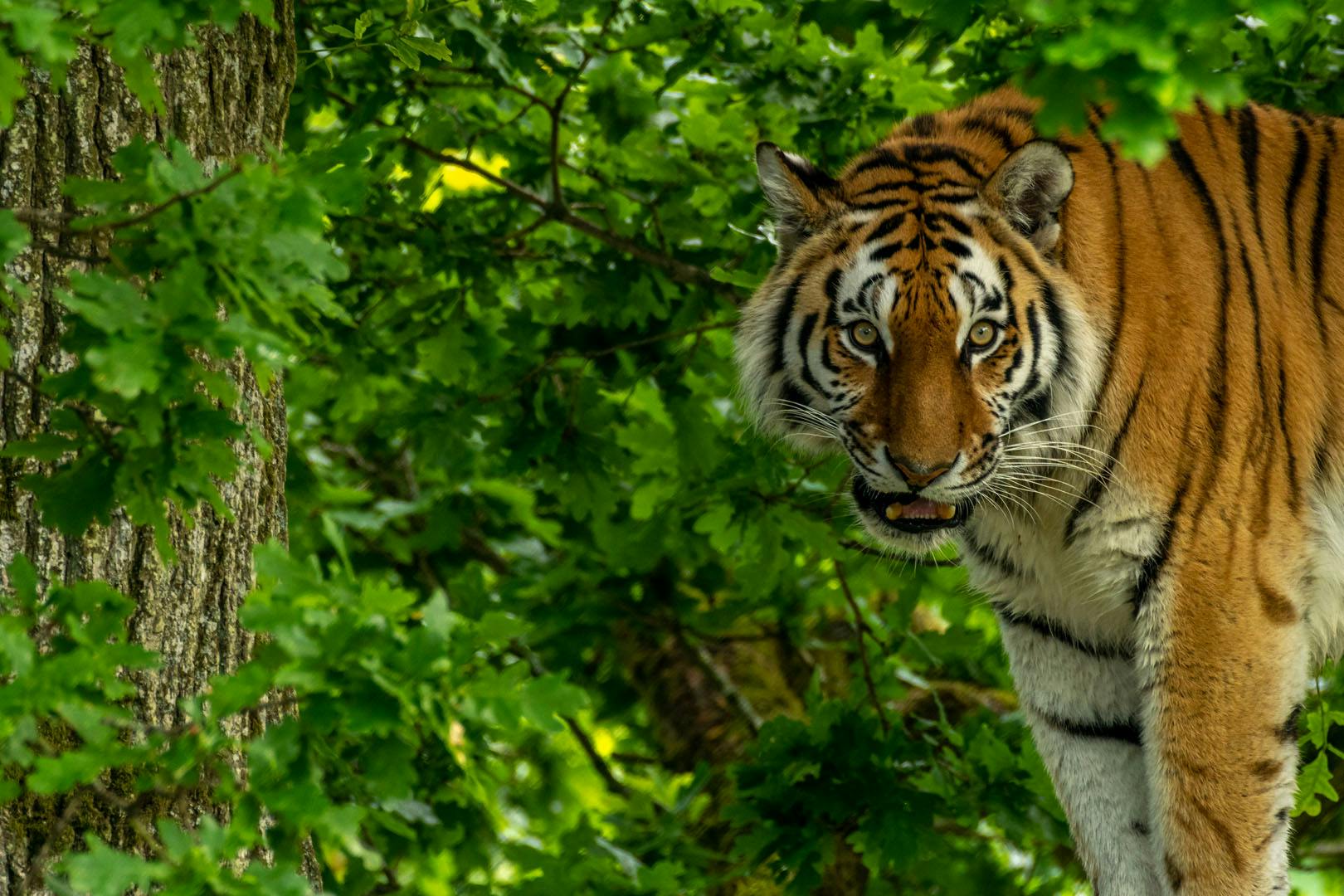 Macdonald Inchyra Hotel & Spa