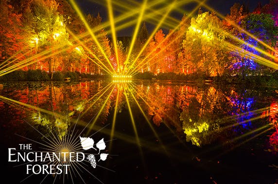 Enchanted Forest