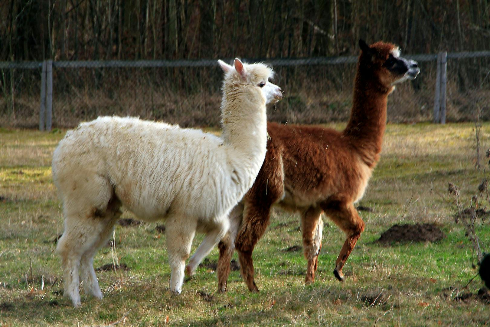 Loch Lomond Faerie Trail
