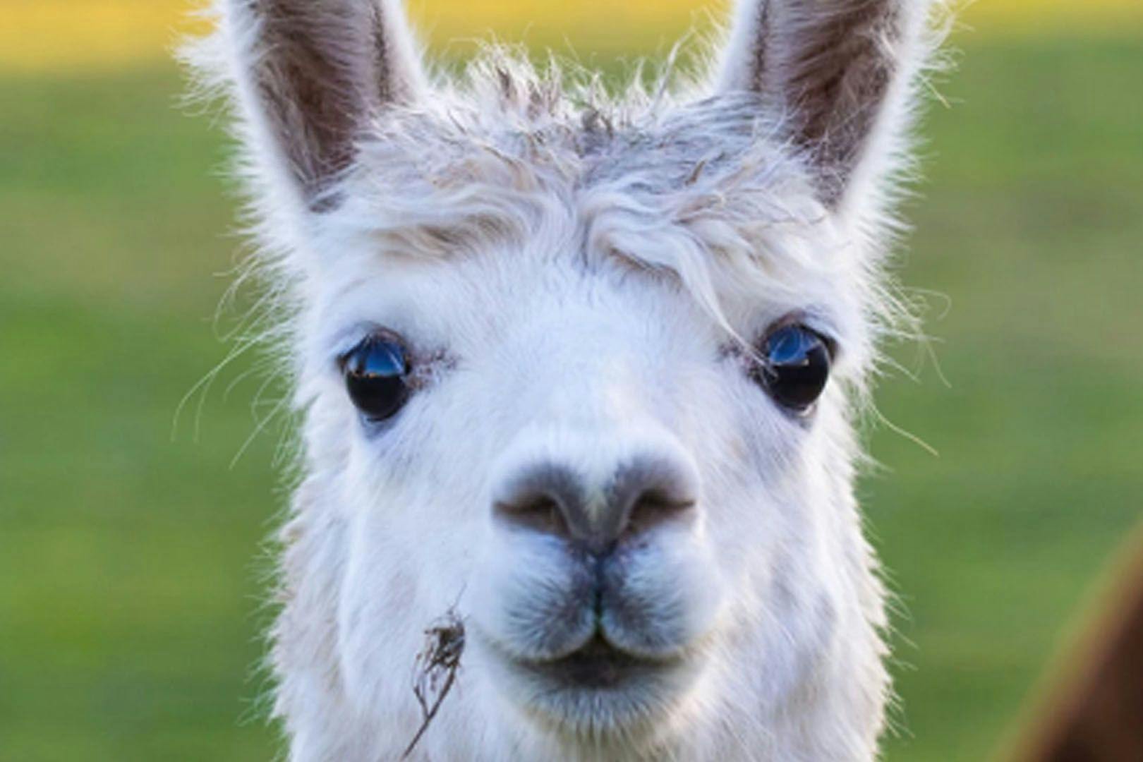 Action Glen at Crieff Hydro