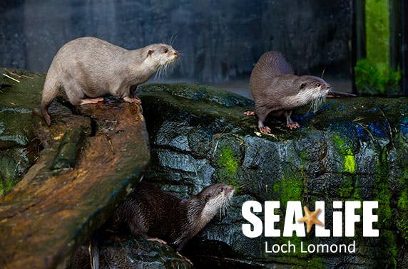 Loch Lomond Sea Life Centre