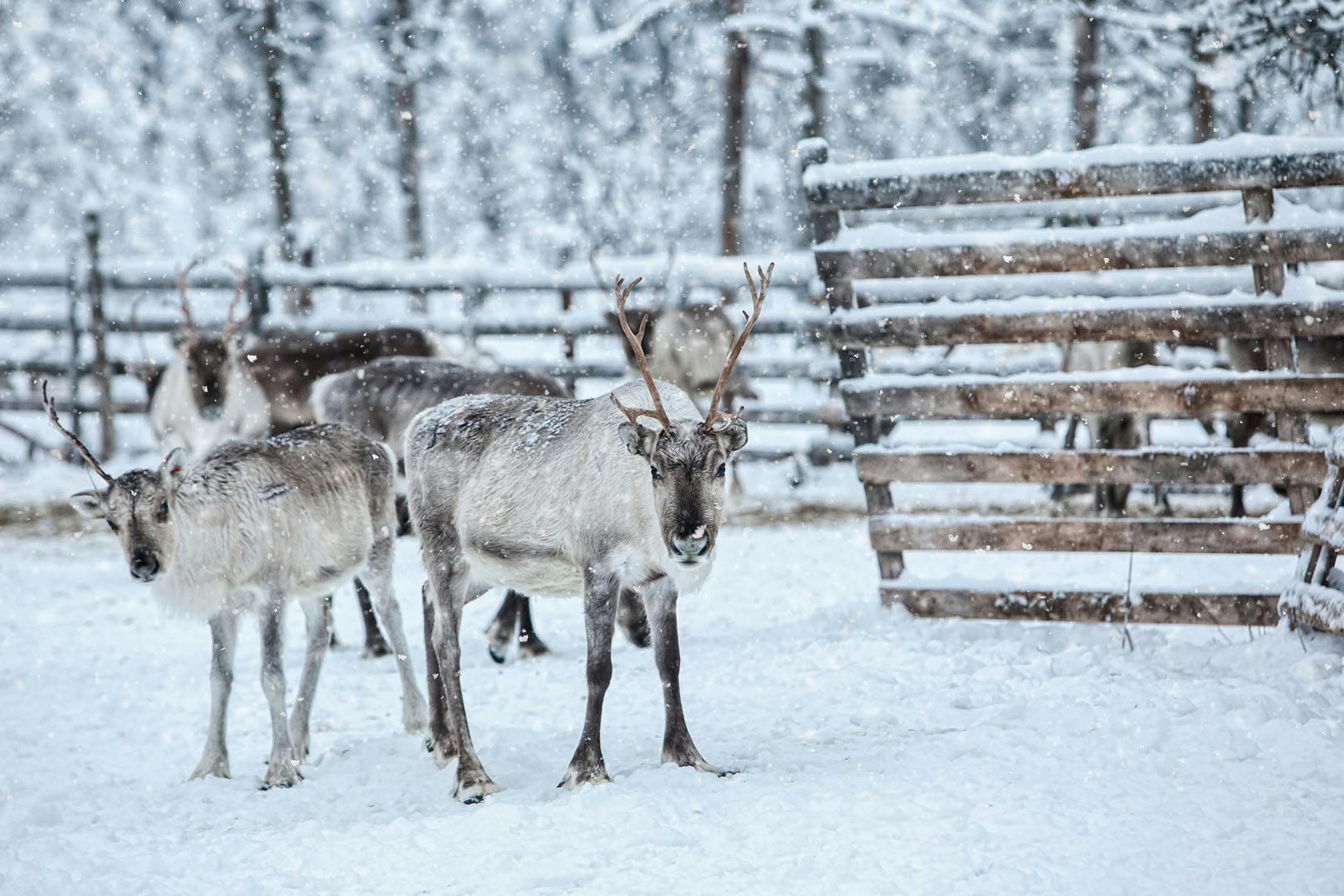 Santa's Grotto at Peebles Hydro Hotel