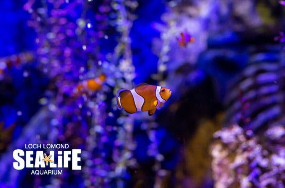 Loch Lomond Sea Life Centre