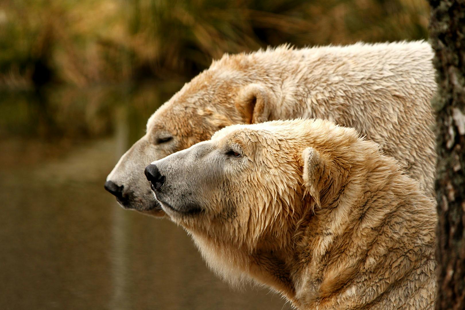 Highland Wildlife Park