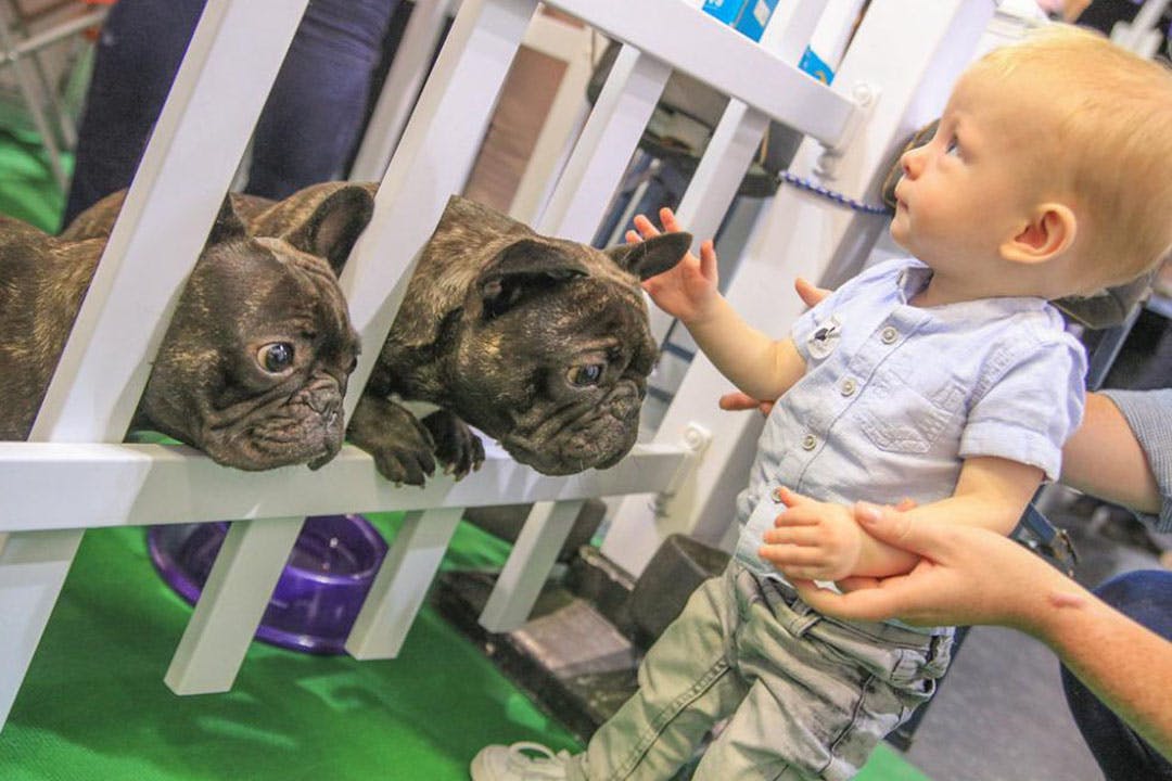 The Dog Lover Show