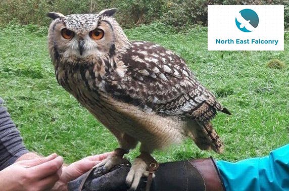 North East Falconry