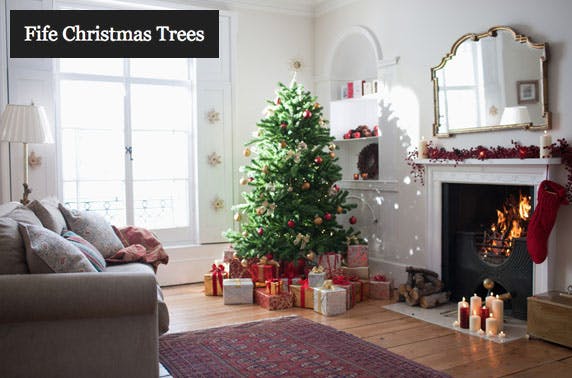 Fife Christmas Trees
