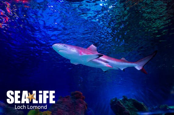 Loch Lomond Sea Life Centre