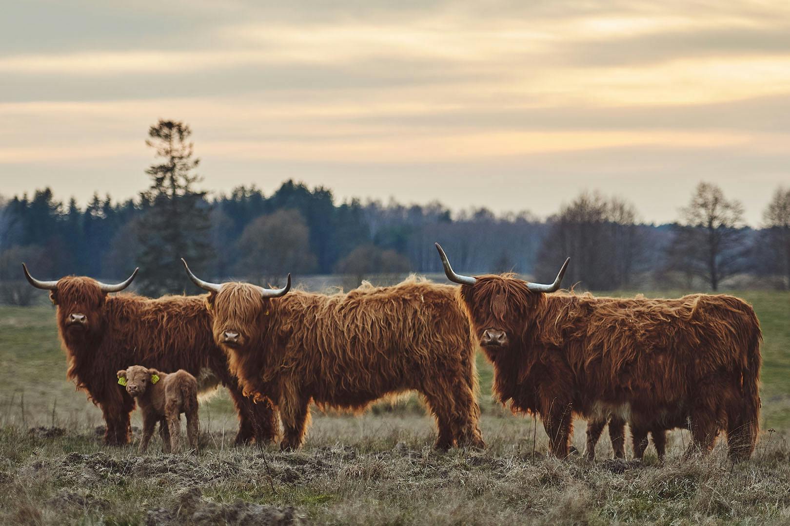 The Highlander Hotel