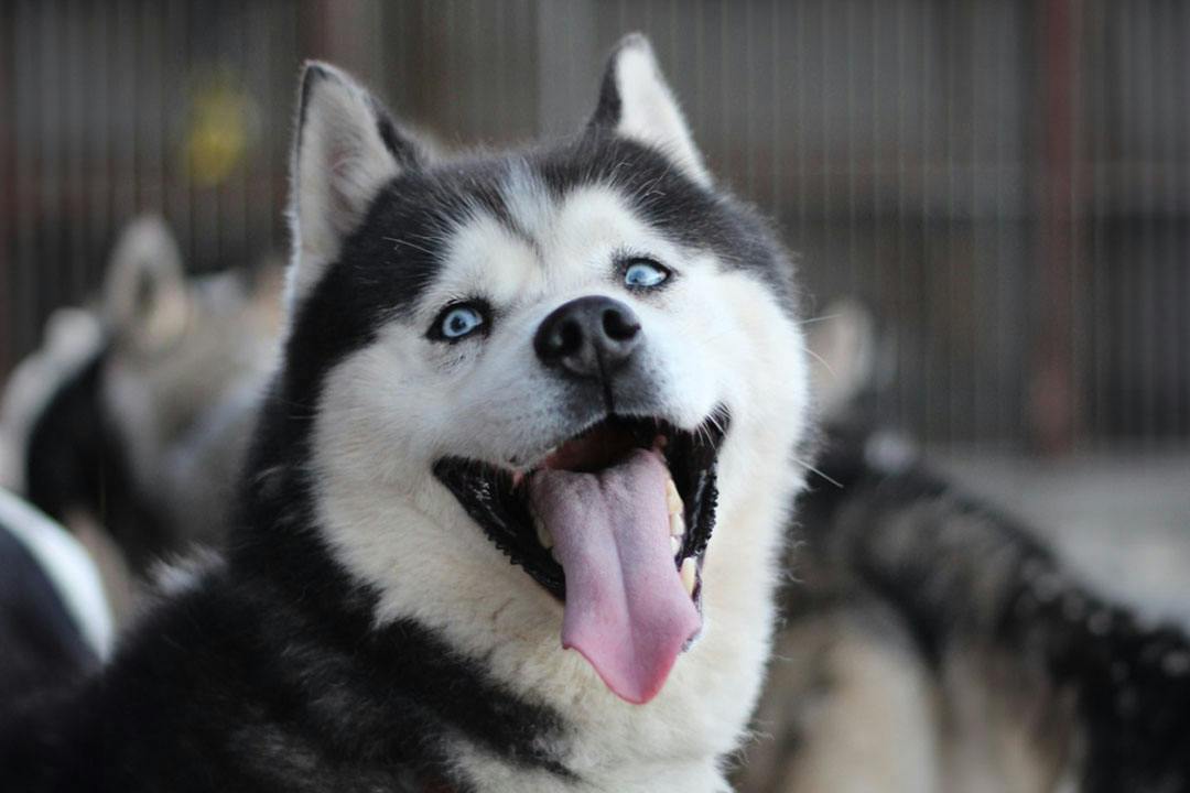 Huskyhaven