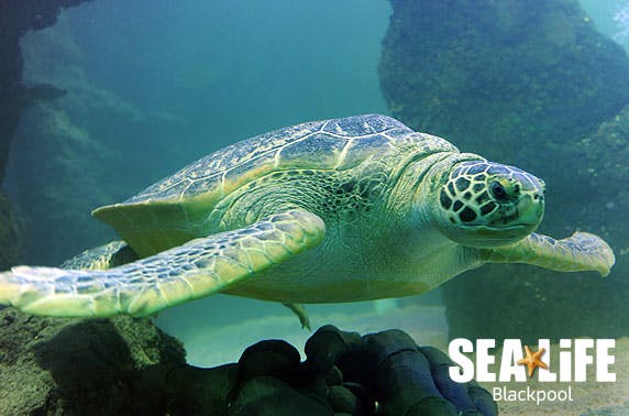 SEA LIFE Blackpool